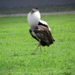 Kalkun Padang Kori (Ardeotis kori), Burung Terbang Terberat di Afrika
