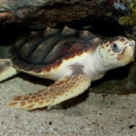 Penyu Tempayan (Caretta caretta), Pengembara Samudra yang Rentan